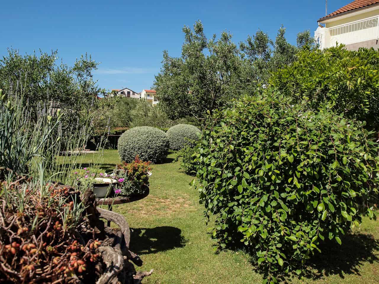 Detalj mediteranskog vrta s maslinovim biljem